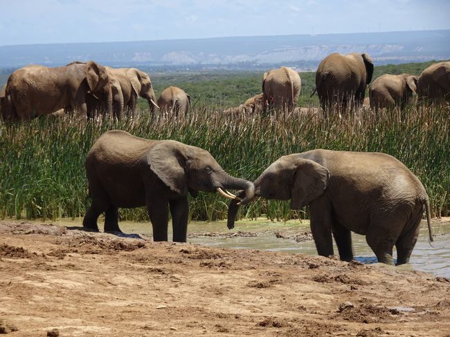 South African Road Trip VII - Addo Elefant National Park