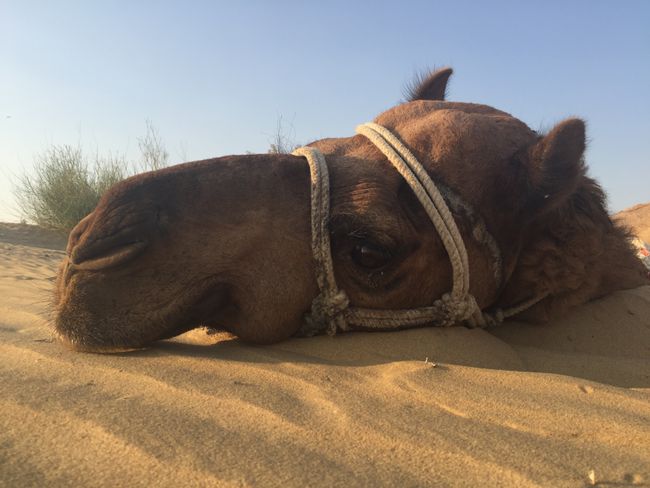 Desert Camel Safari