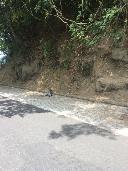 Monkey on the side of the road in Lombok