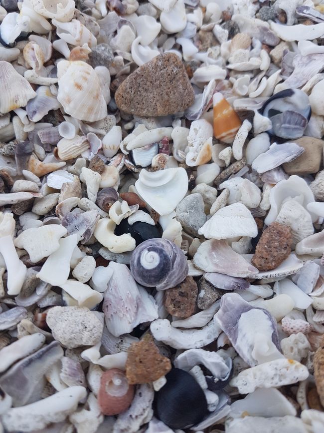 Masses of seashells