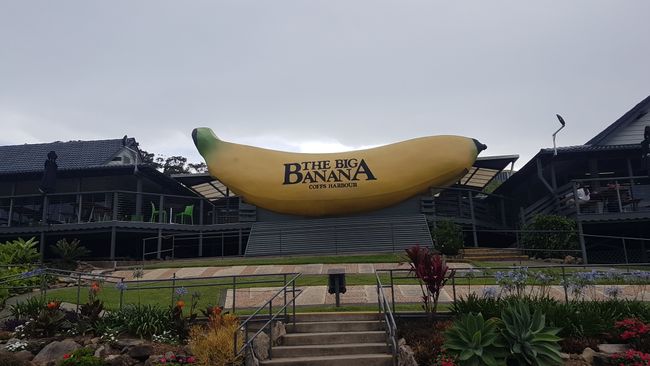 Near Coffs Harbour, there was this huge banana.
