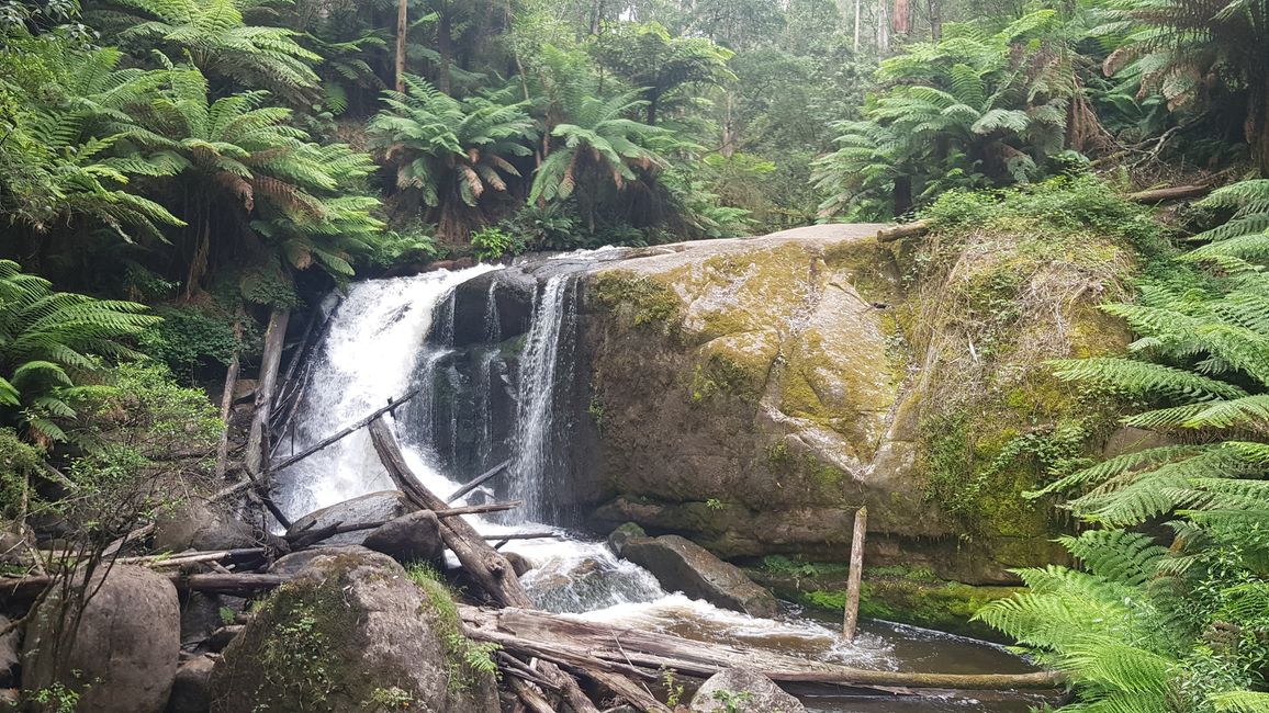 28.01.2023 von Alex nach Toorongo Wasserfall Free Camping