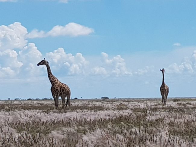 Erste Giraffen