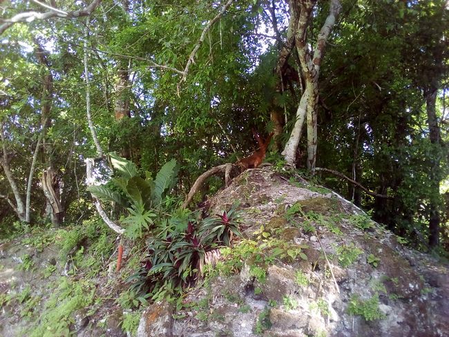 Jungle Tikal