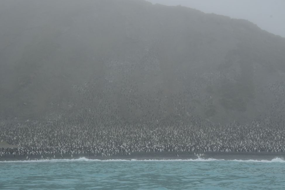 Macquarie Island - Royal Penguin Colony