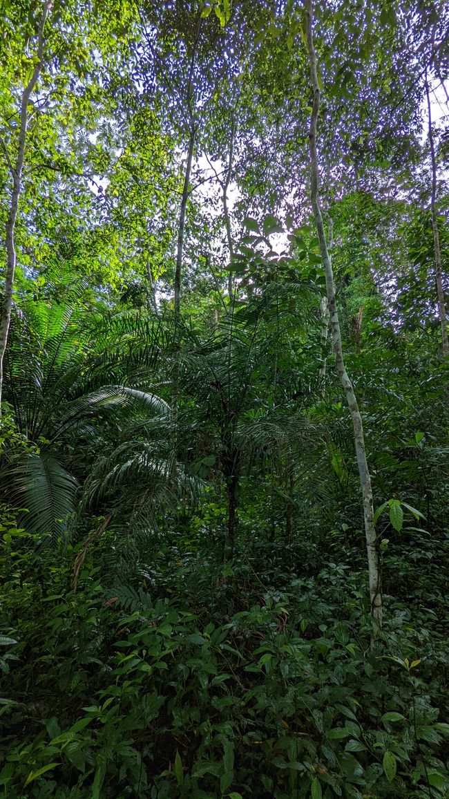 3. Tag im Amazonas-Dschungel