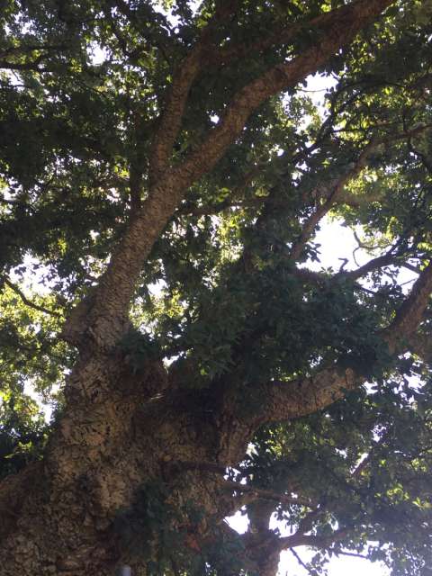 Wow, ancient cork trees - impressive
