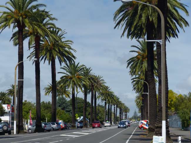 Palm tree avenue