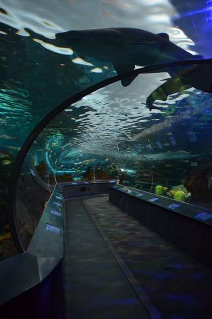 Der Tunnel im Aquarium