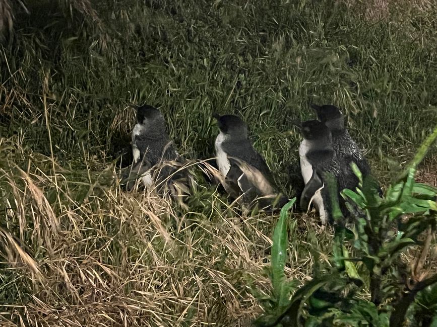 Philip Island - Little Penguins