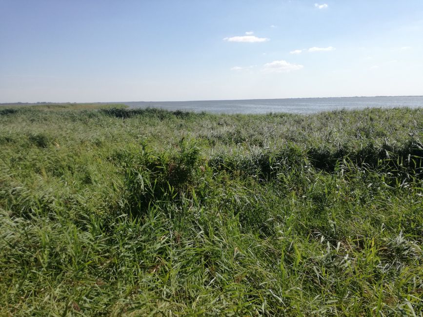 Schilf und Bodden