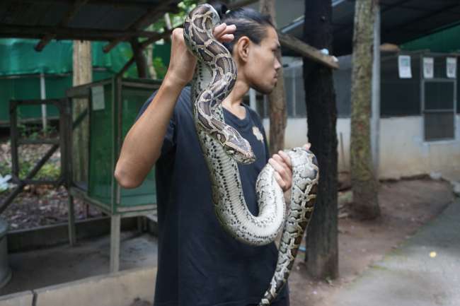 Chiang Mai 🇹🇭 Orhideen Farm, Snake Farm, and Long Neck Women