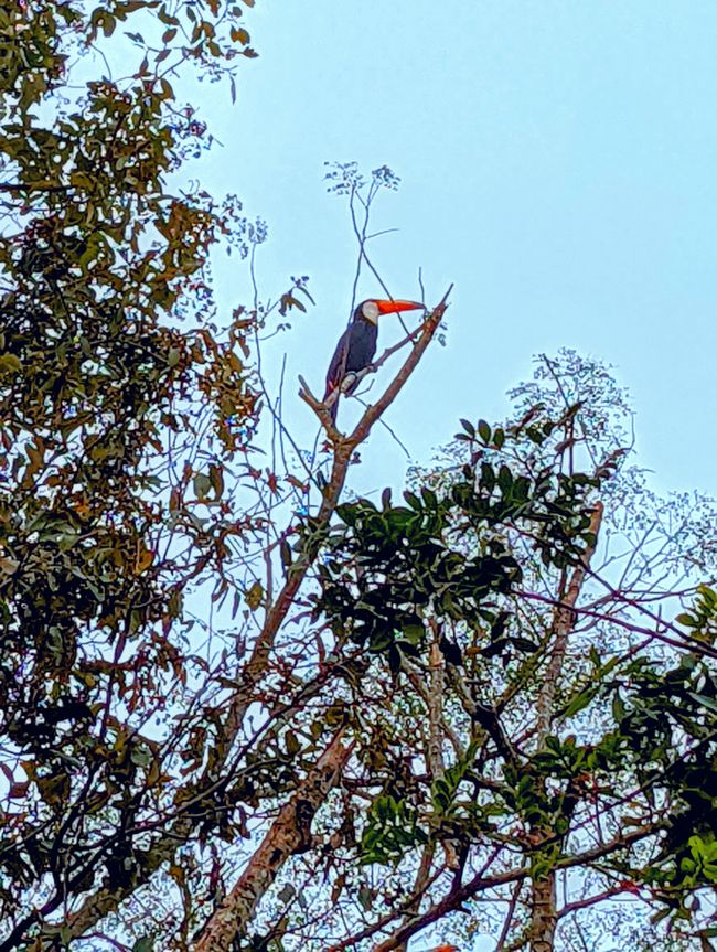 Aufenthalt im Süd Pantanal (Zusammenfassung)