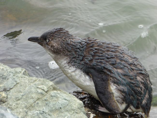 Day 11 - a penguin, Bay of Islands & a car crash