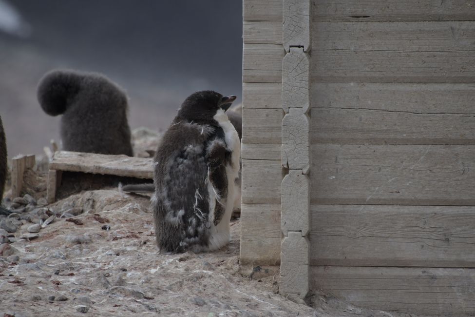 Adelie penguin (adult molting)