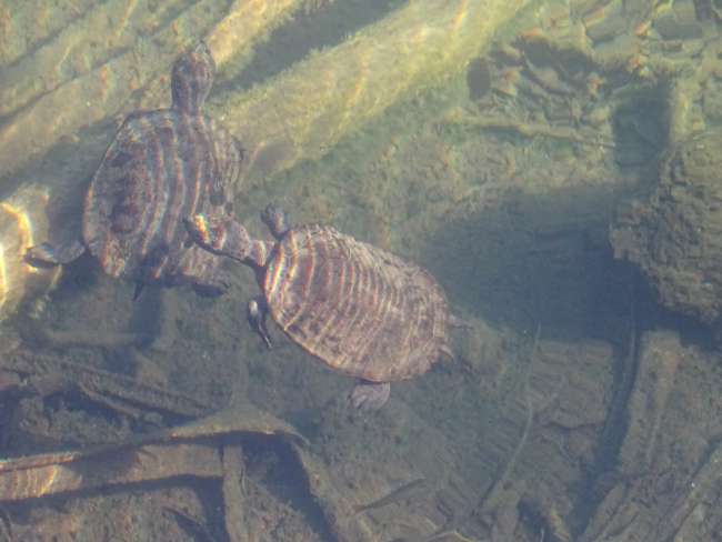 Schildkröten im Lake 