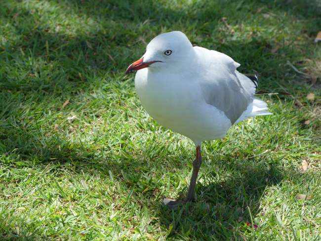 One-legged seagull
