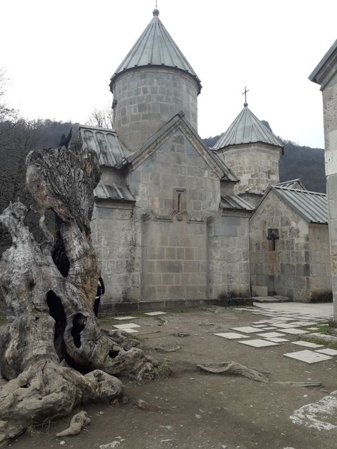 Old churches, old tree