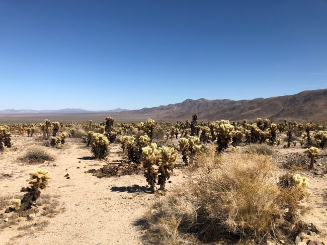 Day 39 - Mojave Desert & Joshua Tree National Park