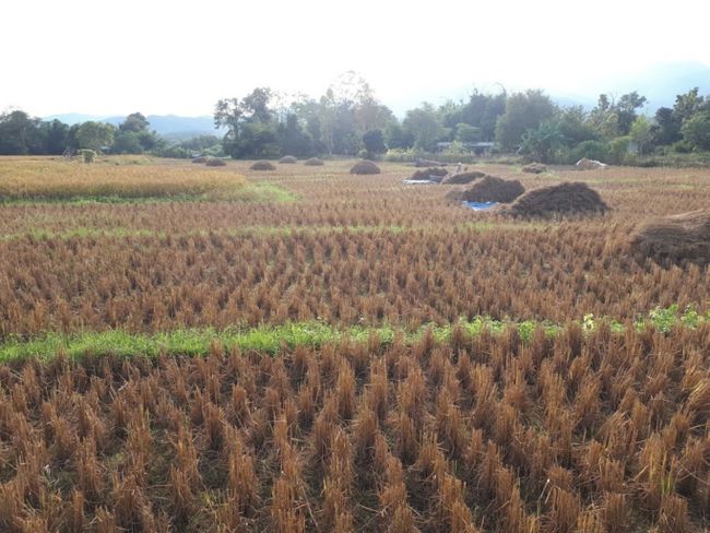 Rice field Pai