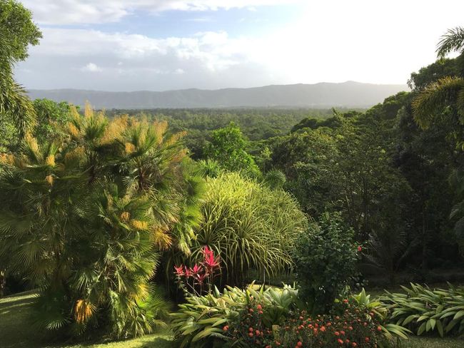 Blick in den tropischen Garten undden Regenwald