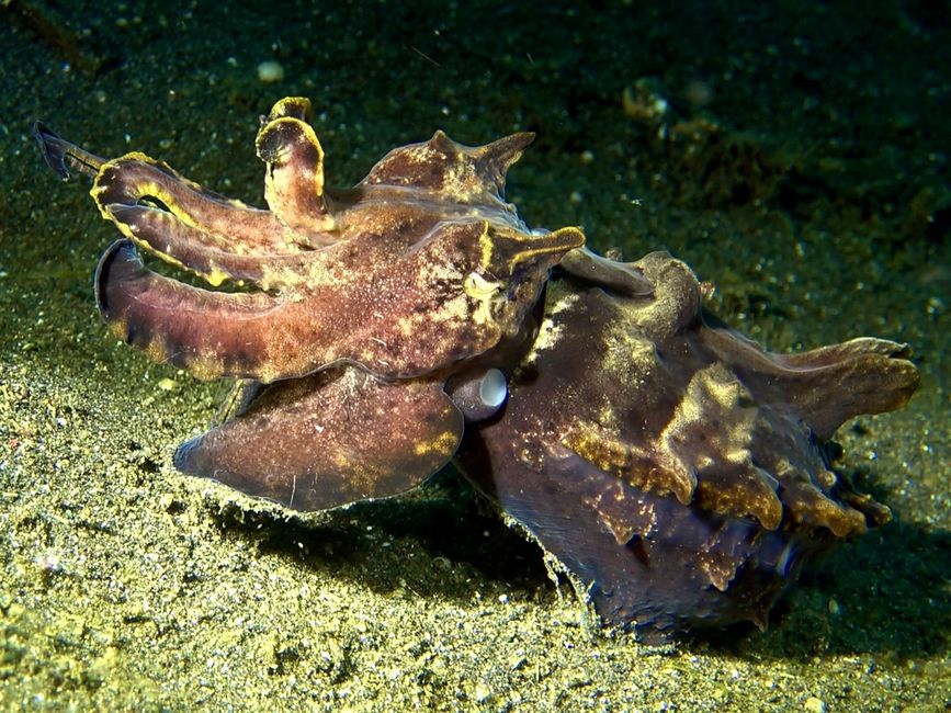Tintenfisch (Cuttlefish)