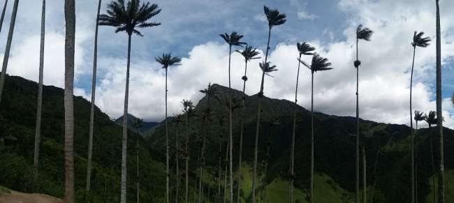 Die höchsten Palmen der Welt gibt's bei Salento 🌴