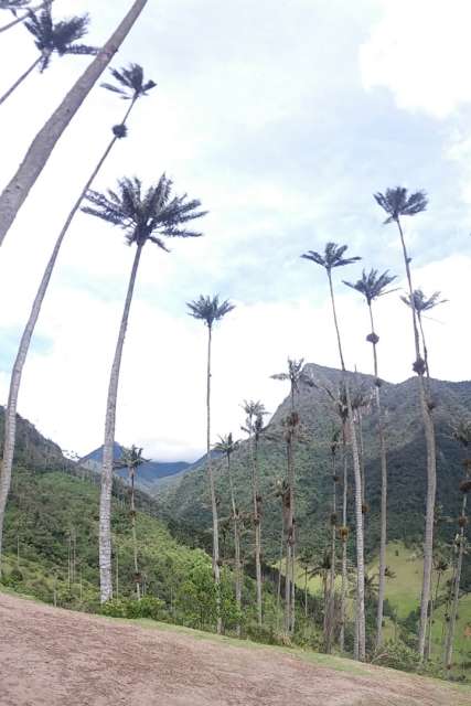 Die höchsten Palmen der Welt gibt's bei Salento 🌴