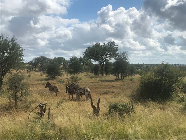 Abenteuer Safari