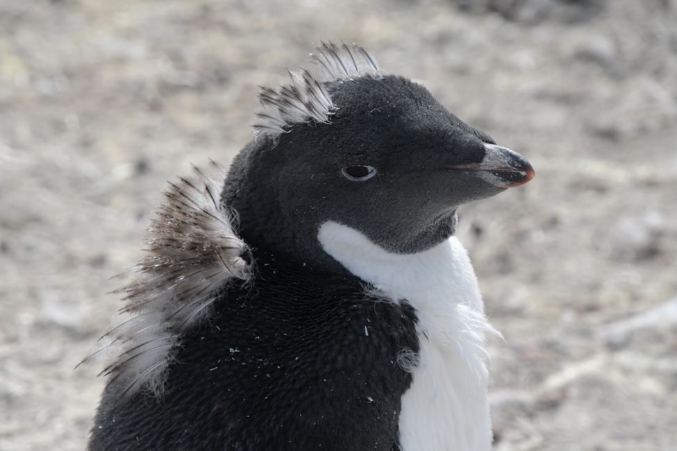 Adelie penguin (adult molting)
