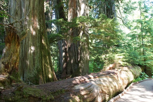 Giant trees in Mount Rainier National Park & return to Seattle