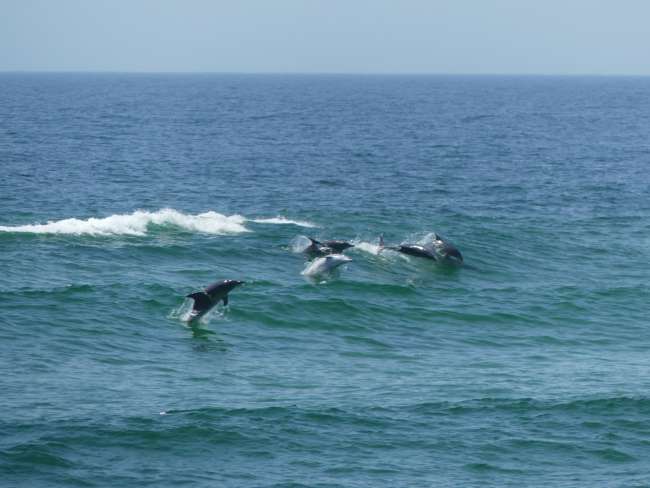 Dolphins while surfing
