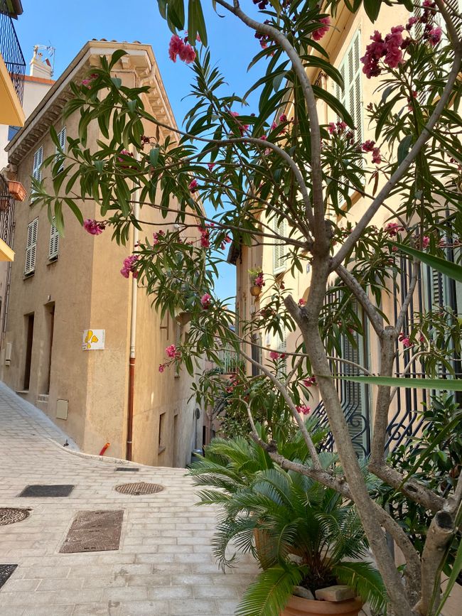 Nizza, ach ne, Cannes 