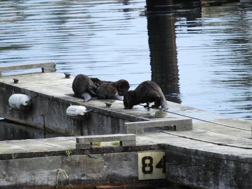 Sea otter in the harbor