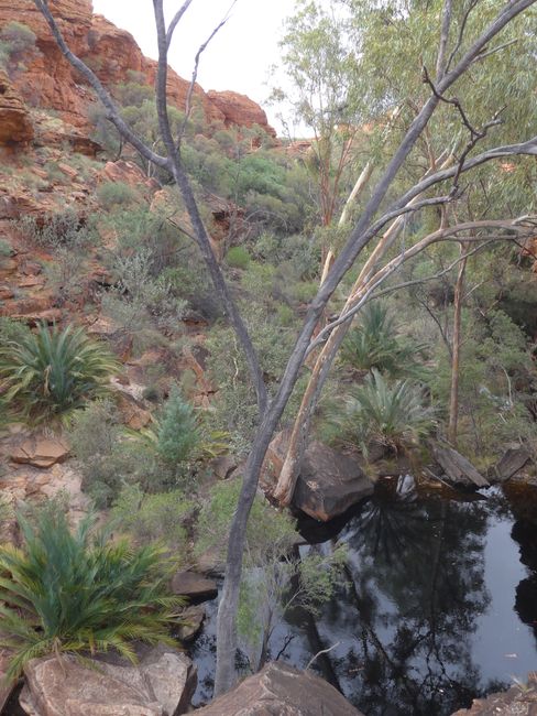 Kings Canyon - Watarrka Nationalpark (Australien Teil 36)