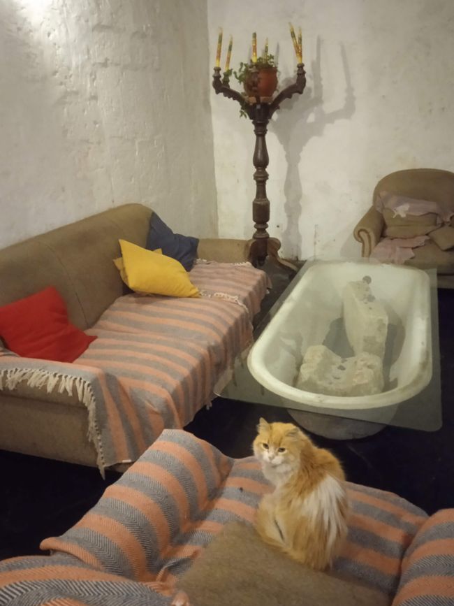 Hostel-Katze