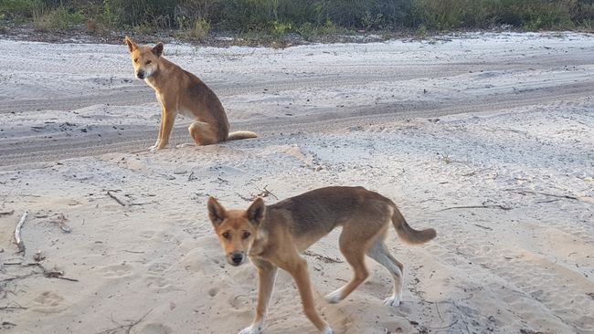 The only remaining purebred dingoes in Australia