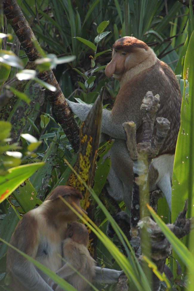 Indonesia - Borneo - Tanjung Puting NP - Proboscis Monkeys