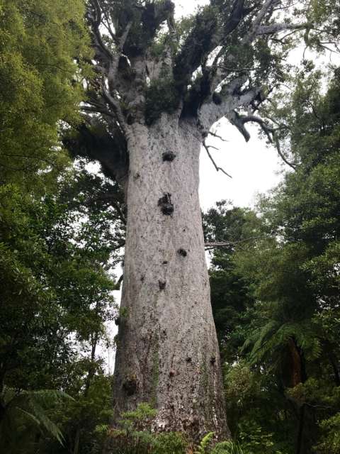 Der Kauri Baum