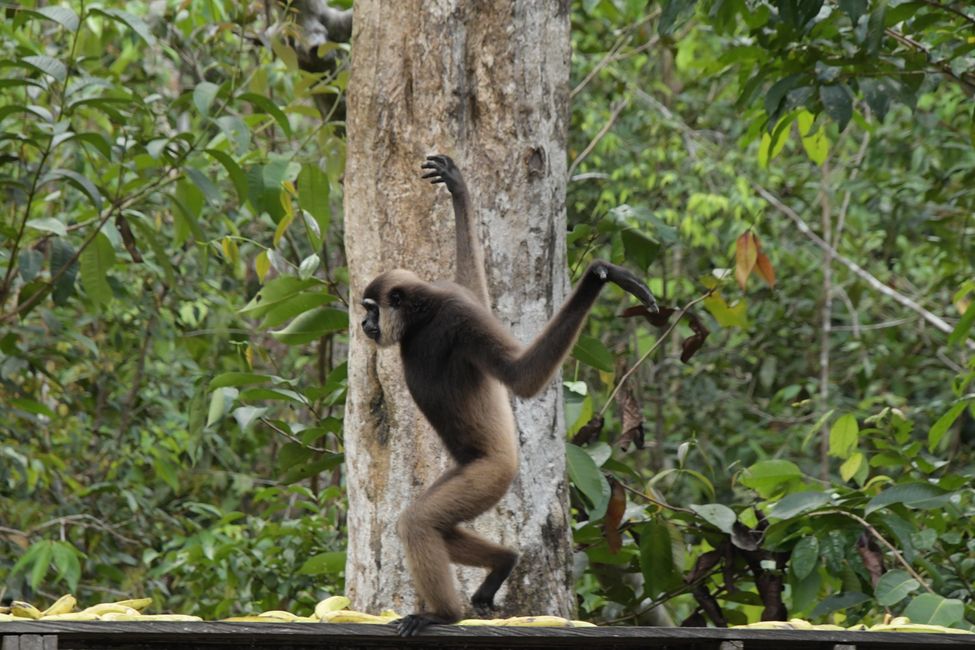 Indonesia - Borneo - Tanjung Puting NP - Camp Leakey - Gibbon