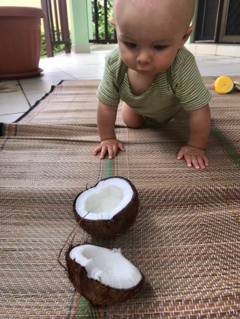 Pepe liebt Kokosnüsse