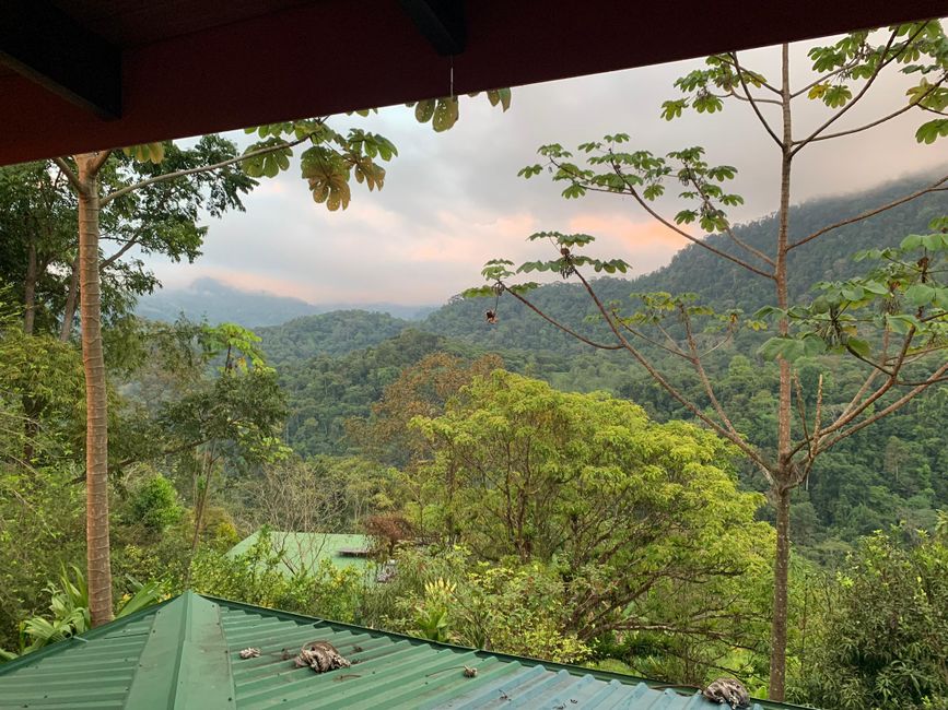 View of the jungle from the kitchen