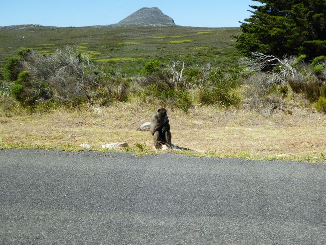 The Cape of Good Hope, penguins, and Muizenberg
