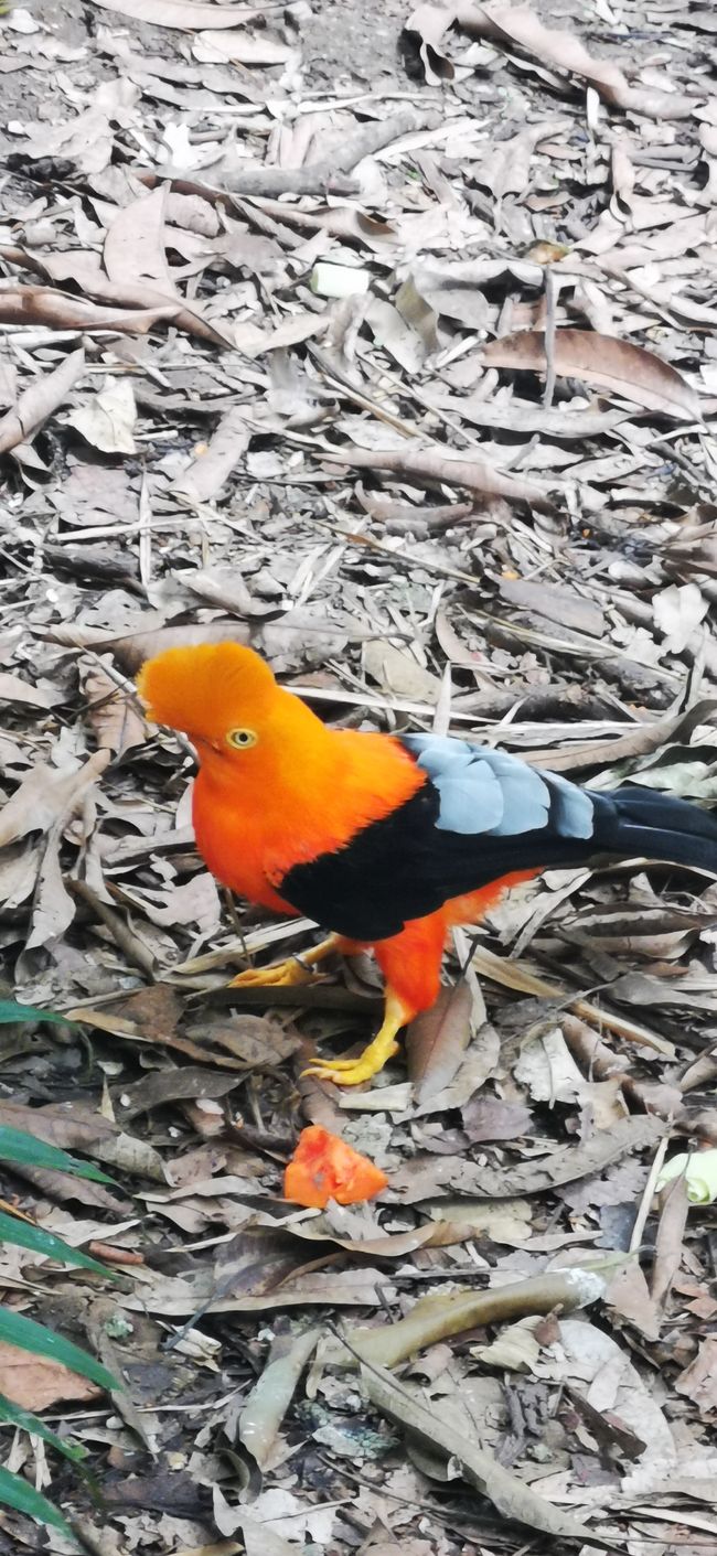 cool color - unfortunately no idea what kind of bird it is