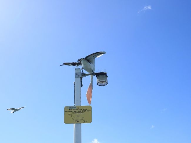 Pelikanfütterung in Hervey Bay 