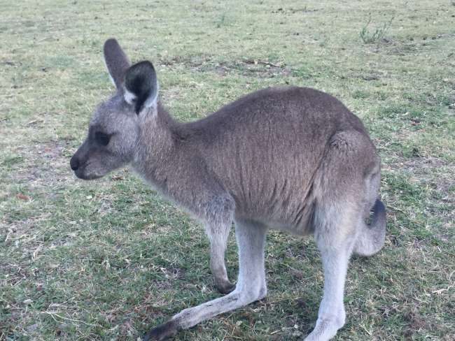 Halls Gap - Port Campbell