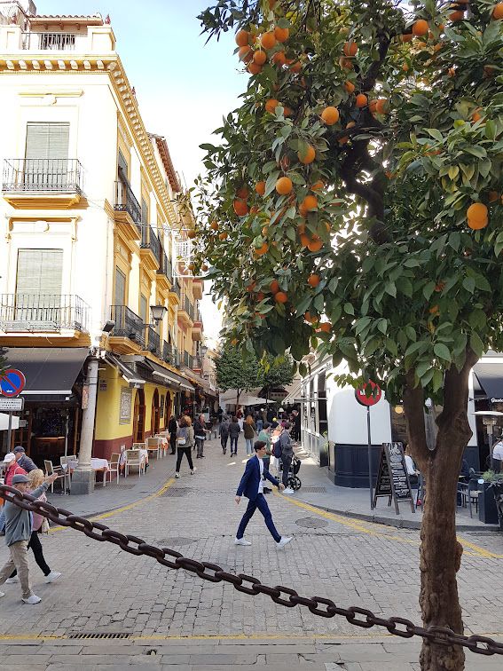 The streets are lined with orange trees.