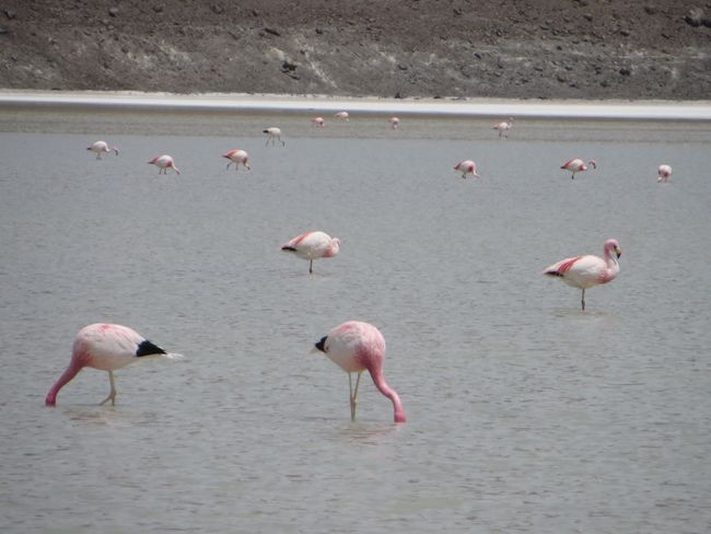 Salar de Uyuni