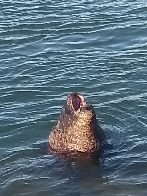 Oh, there's a seal appearing in front of me