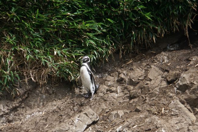 Humboldt Pinguin auf dem Weg ins Wasser
